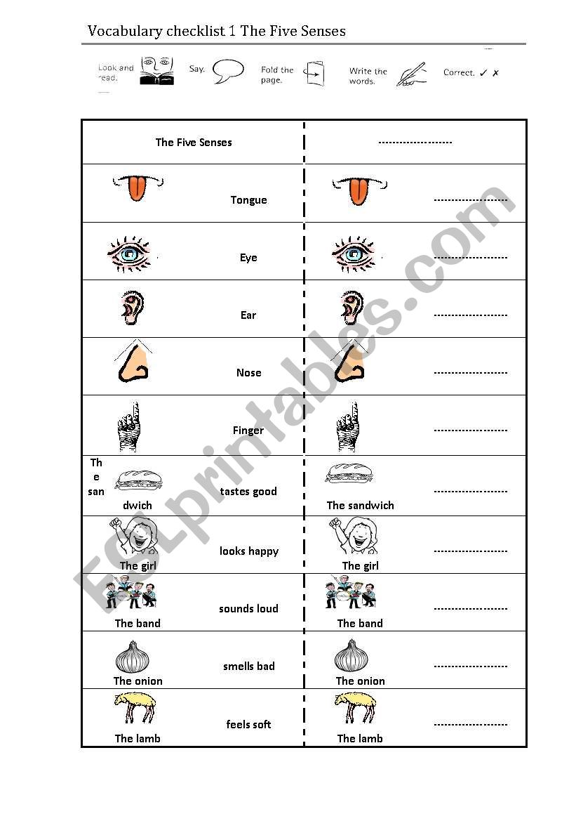 The Five Senses worksheet