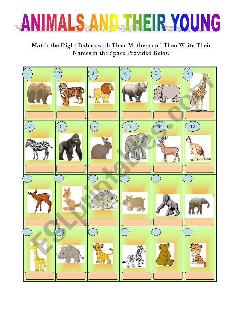 Animals and their young worksheet