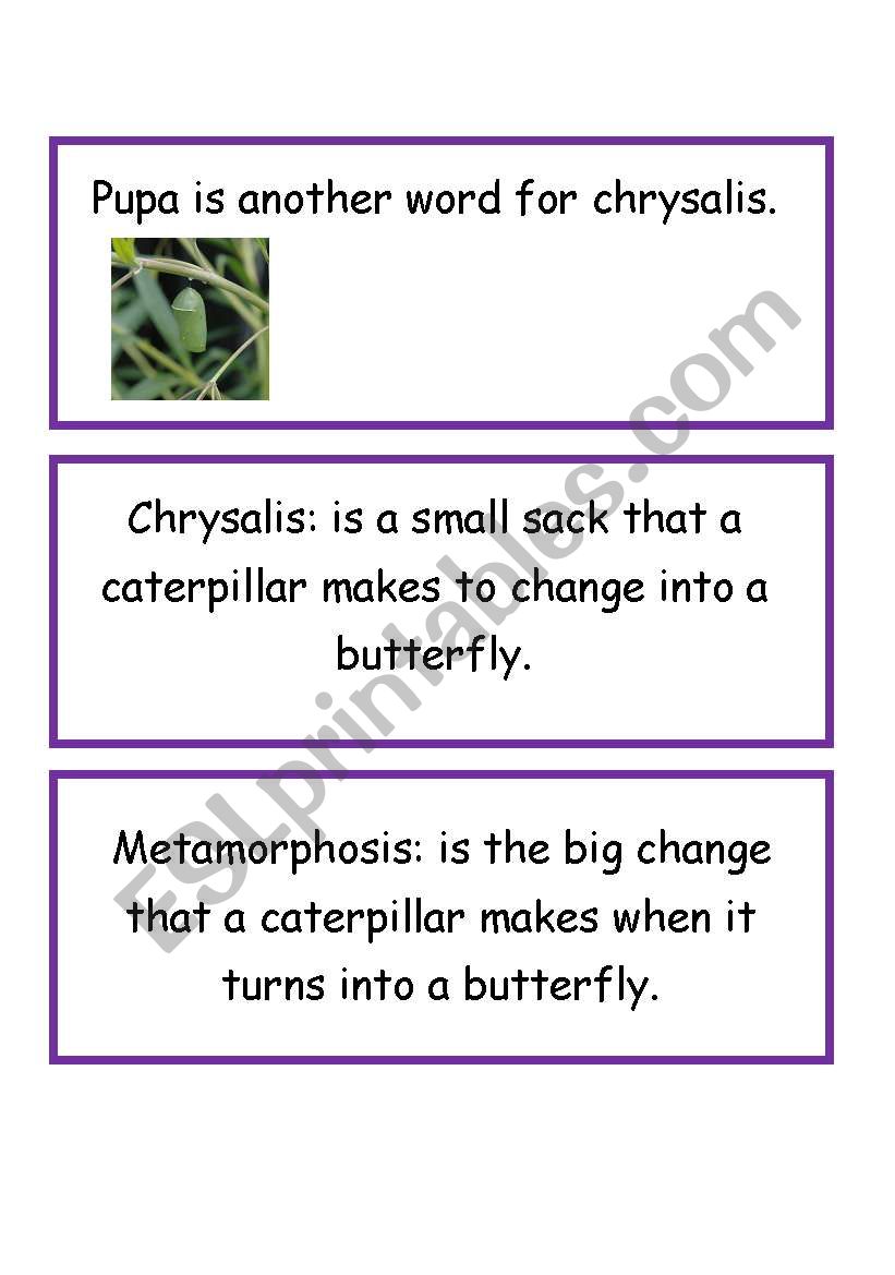 Definitions of Life cycle of butterfly