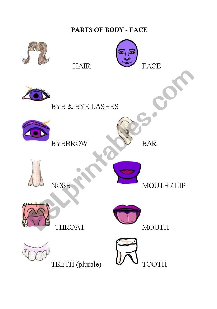 Face Parts worksheet