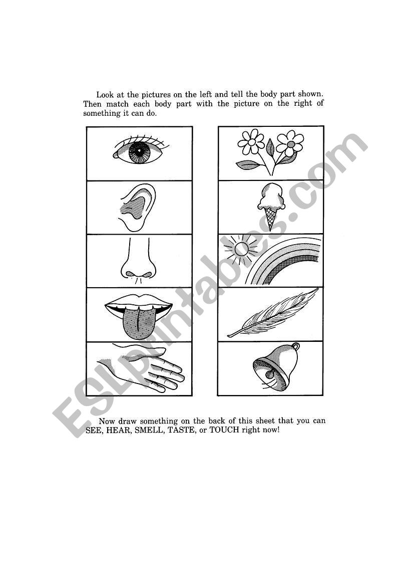 Five Senses - Human Body worksheet
