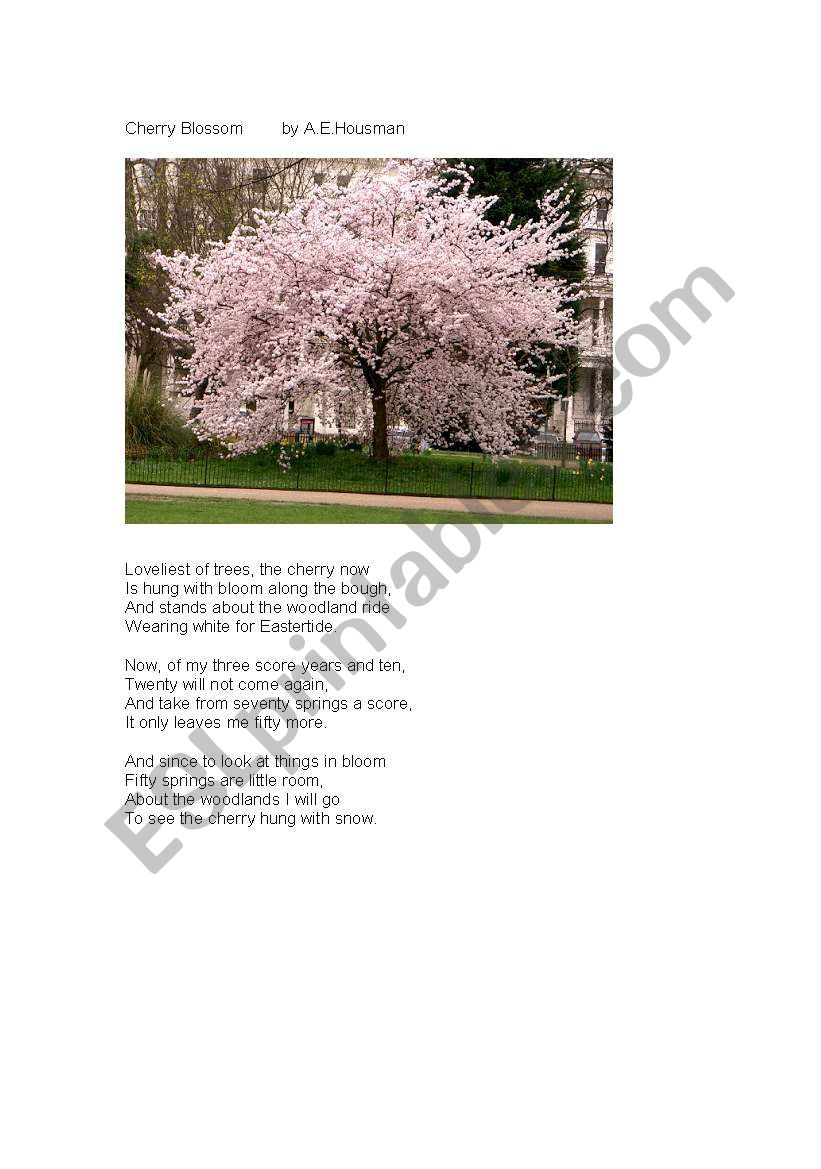 cherry blossom poem