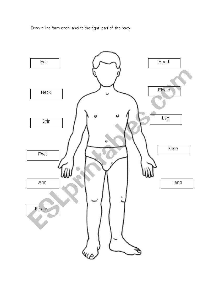 Body worksheet