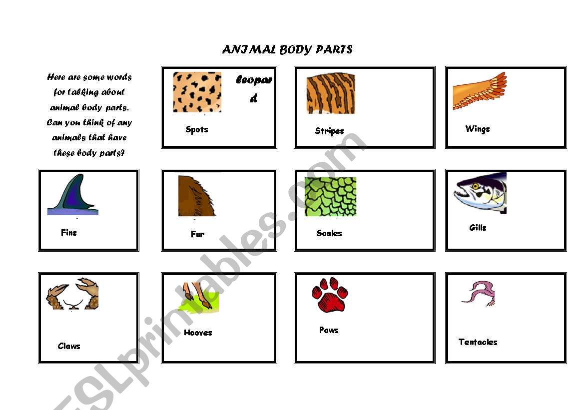 Animals Body Parts worksheet