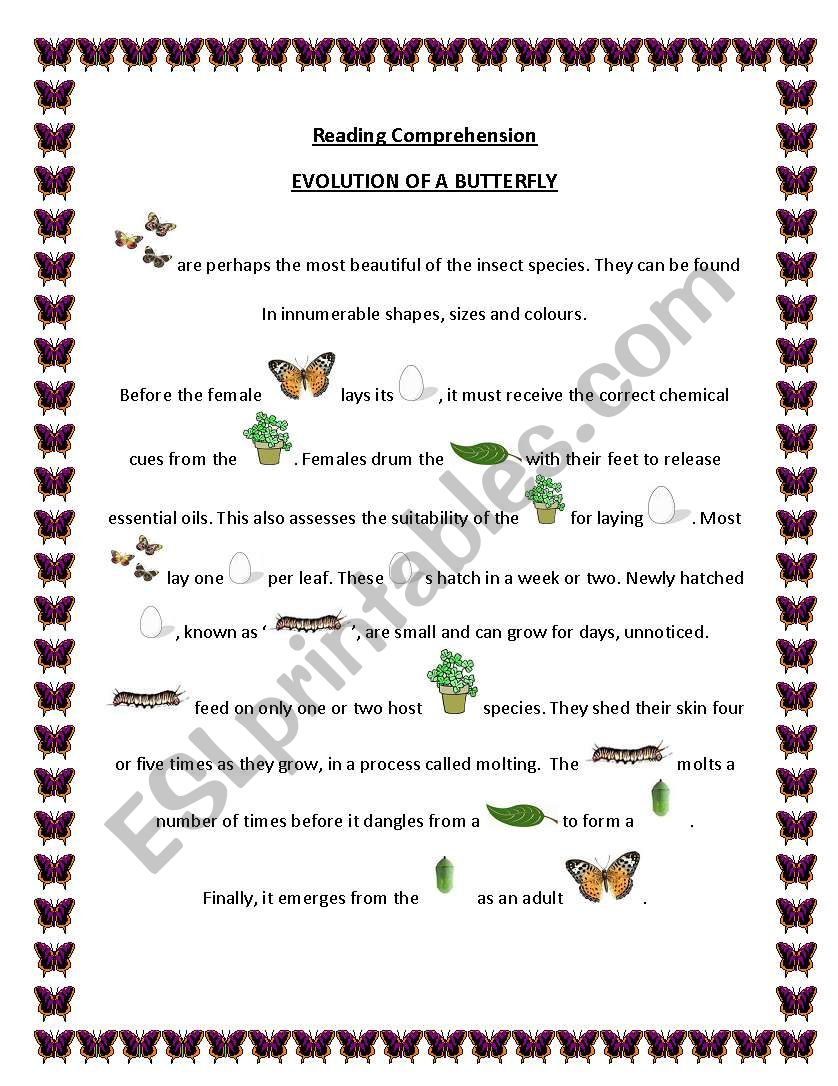 Evolution of a Butterfly worksheet