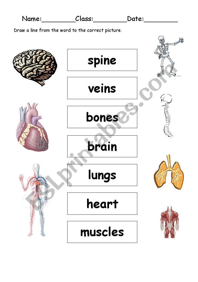 body parts worksheet