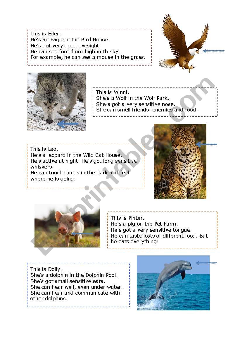 animals and senses worksheet