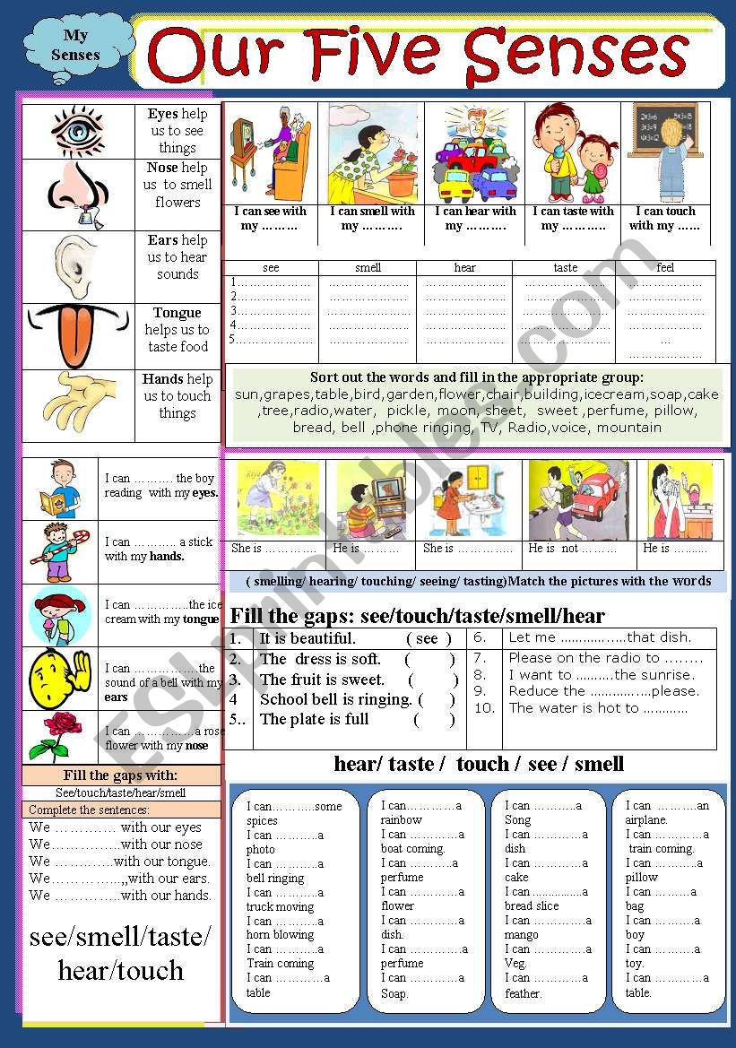 Body : Our five senses  worksheet