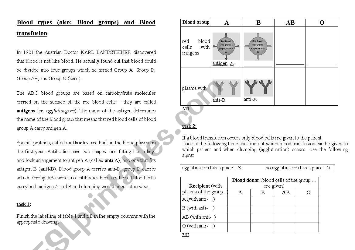 Blood types worksheet