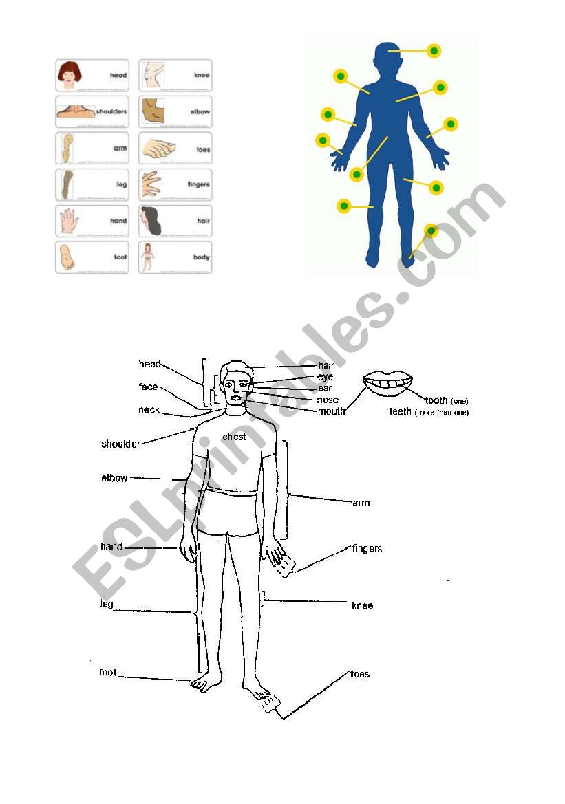 about human body worksheet
