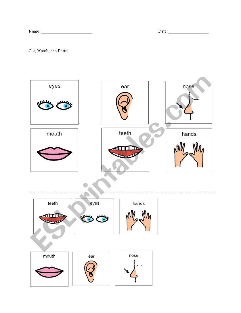 Body Part Matching worksheet