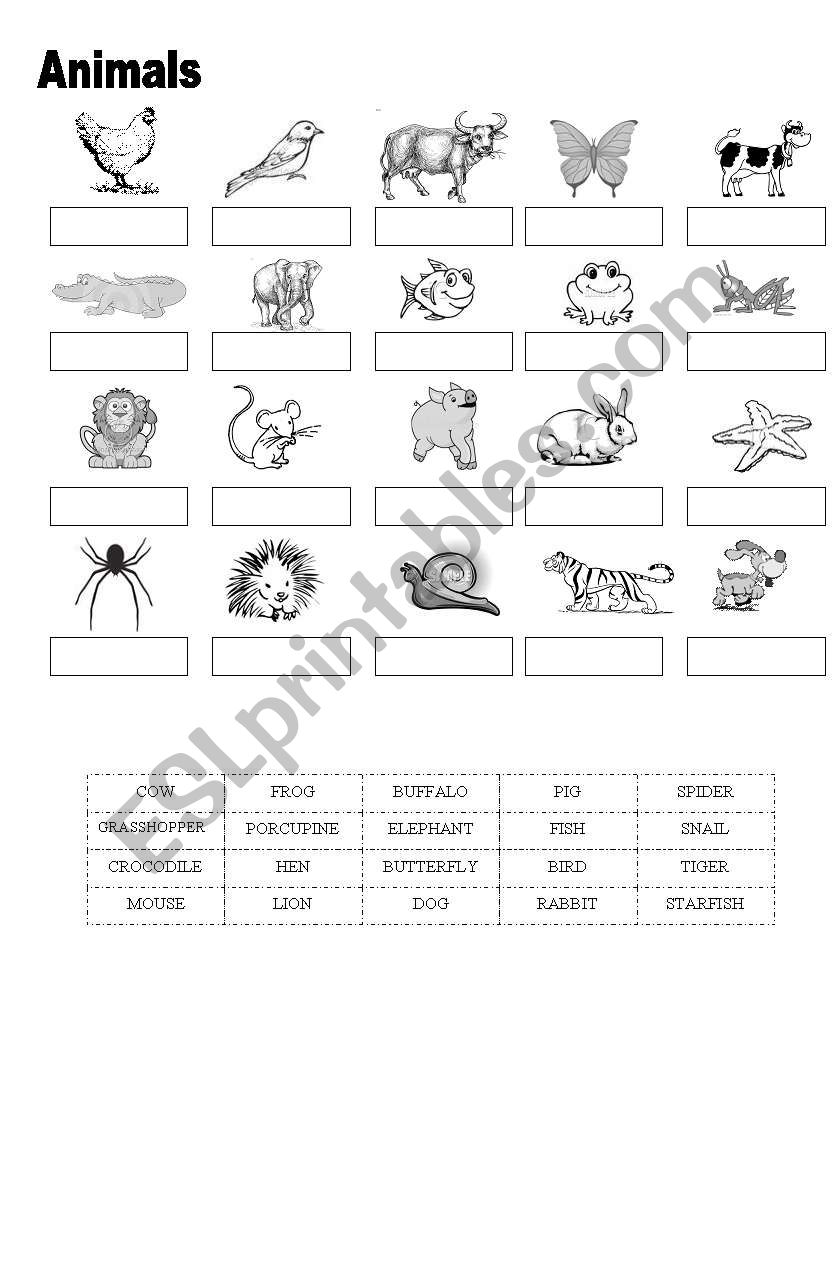 animals worksheet