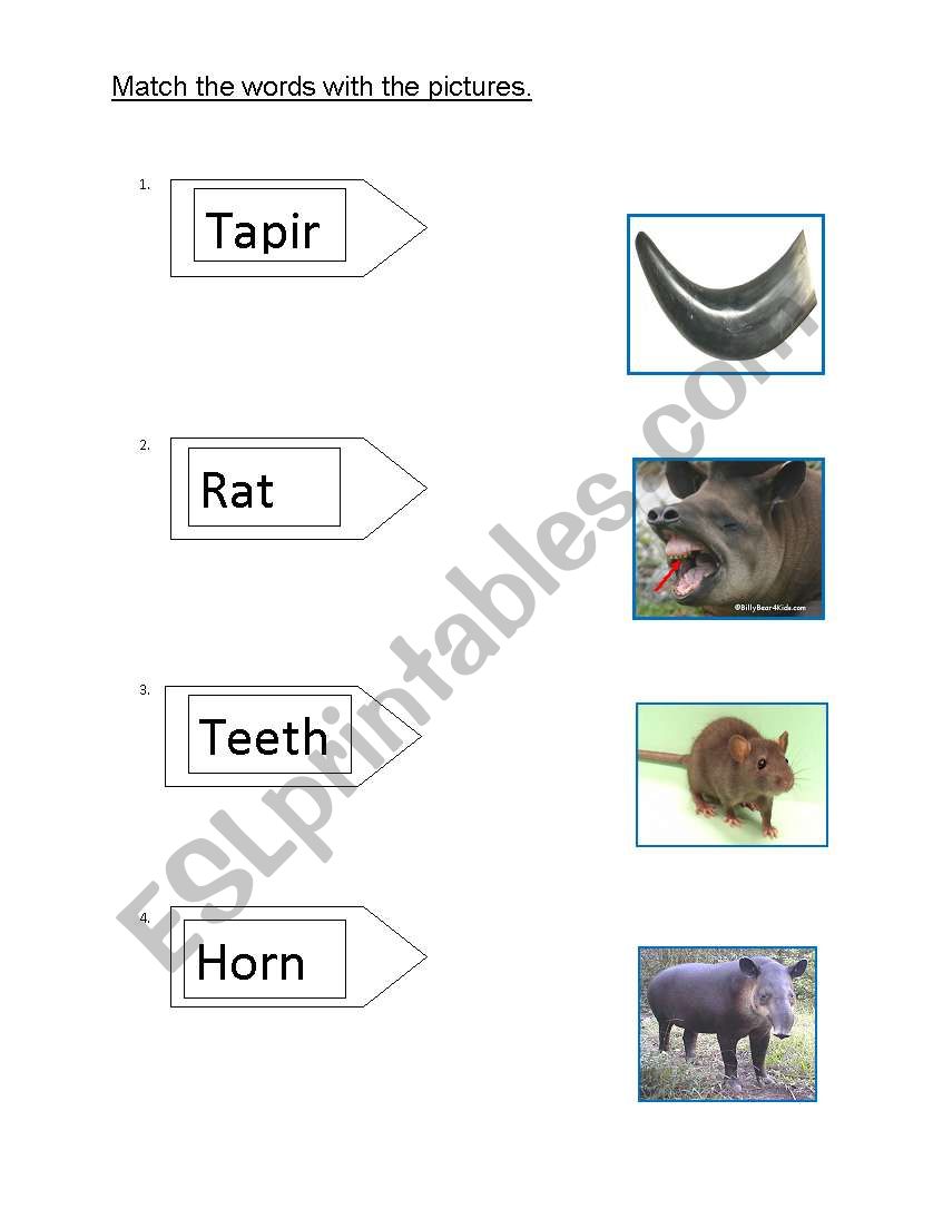 how tapir got its colour worksheet