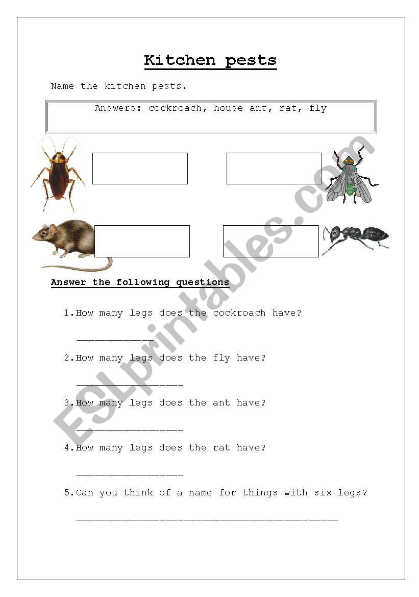 Kitchen pests worksheet