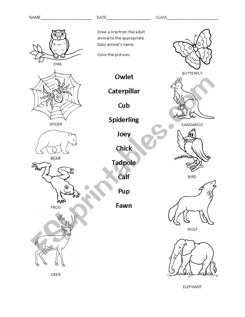 Baby Animal Names worksheet