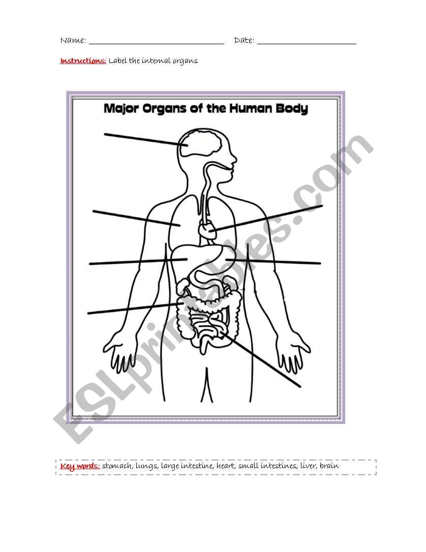 internal organs worksheet