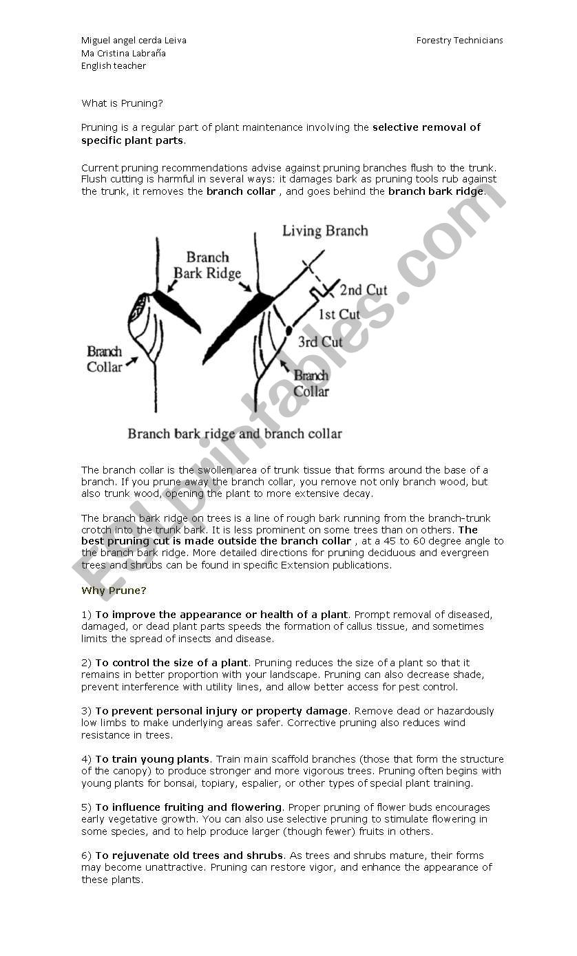 Why pruning? worksheet