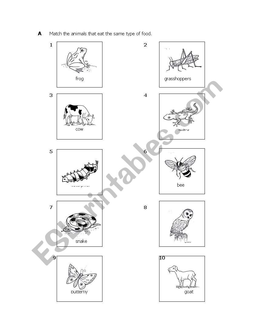 animals worksheet