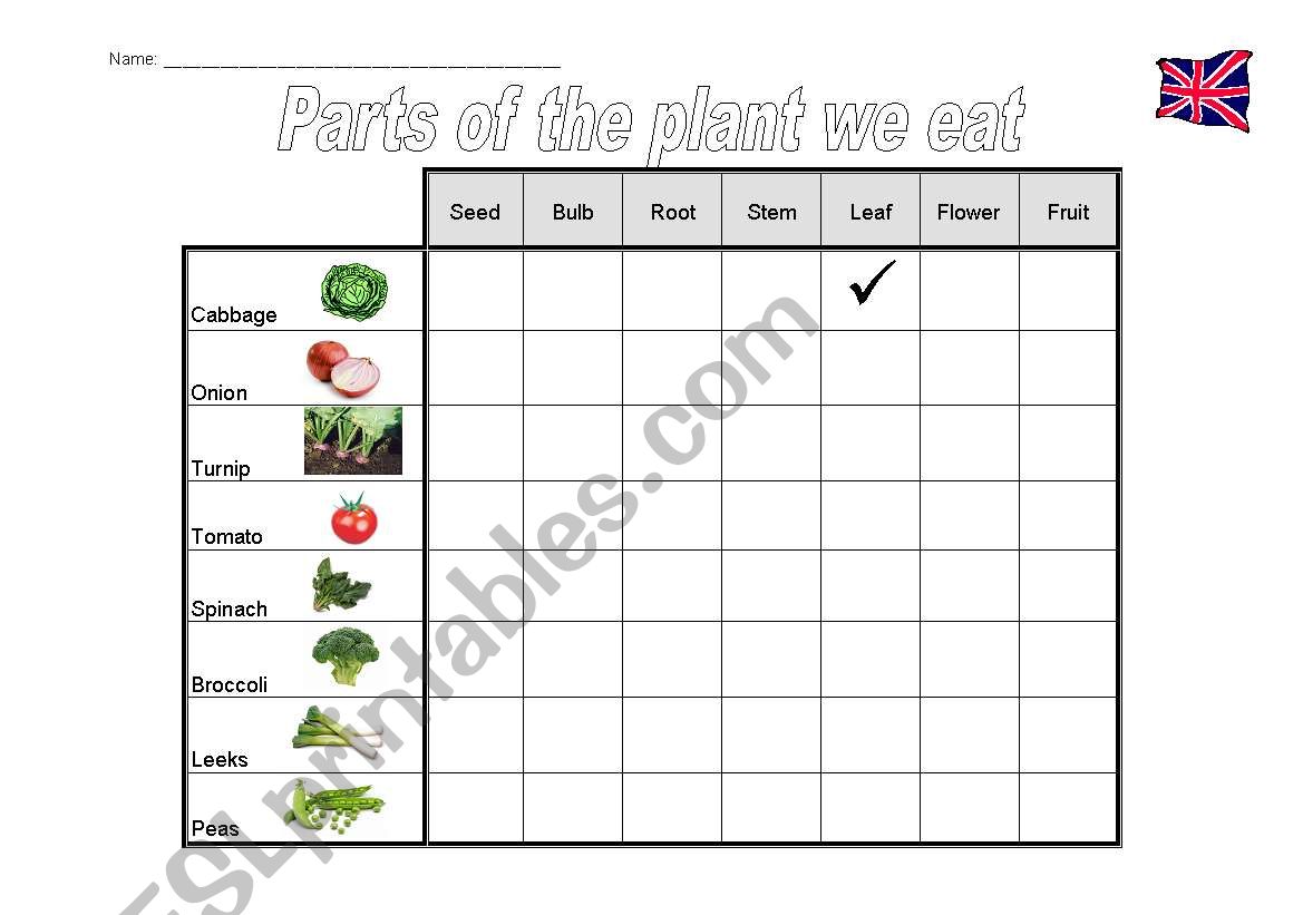 Parts Of Plants We Eat Worksheet