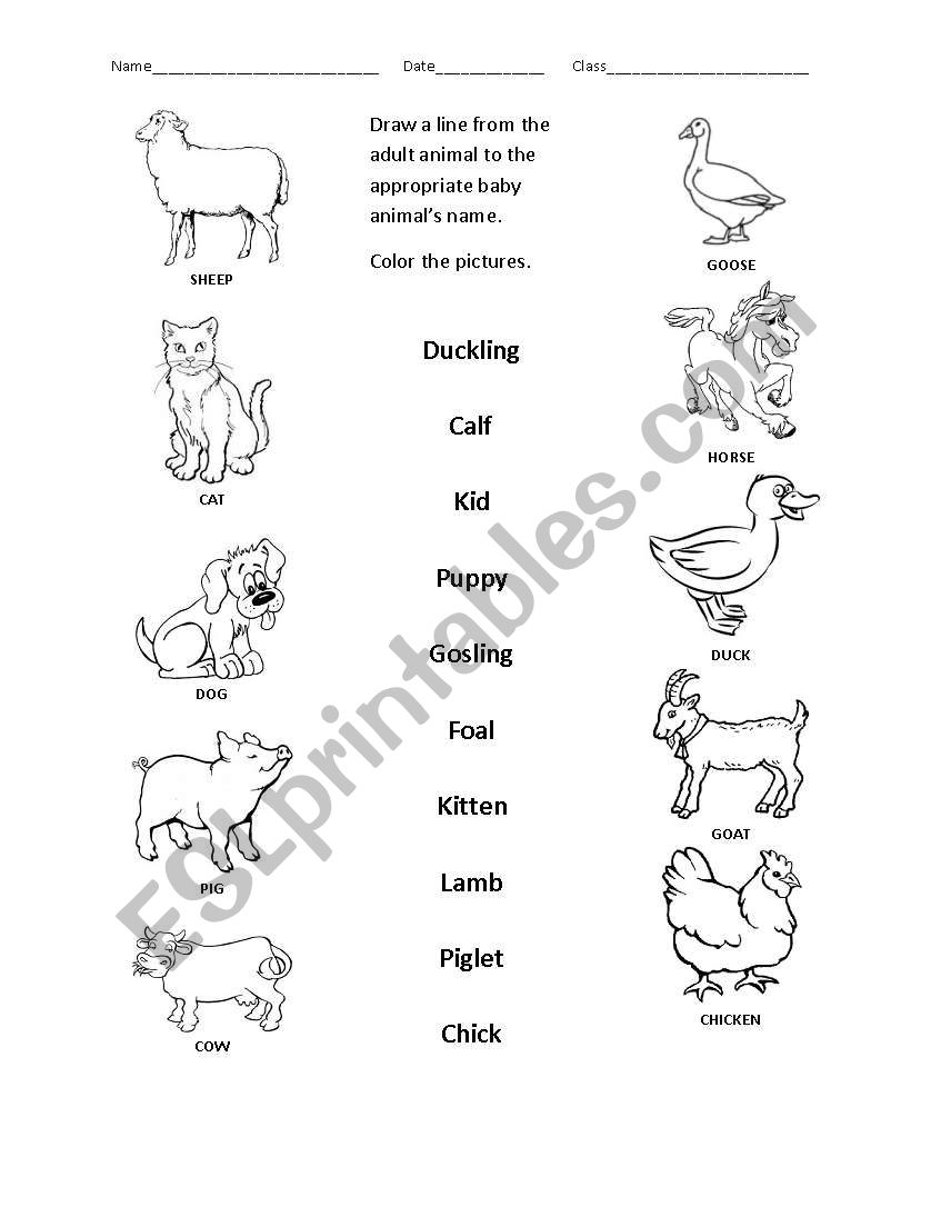Baby Animal Names (2) - ESL worksheet by christietakacs