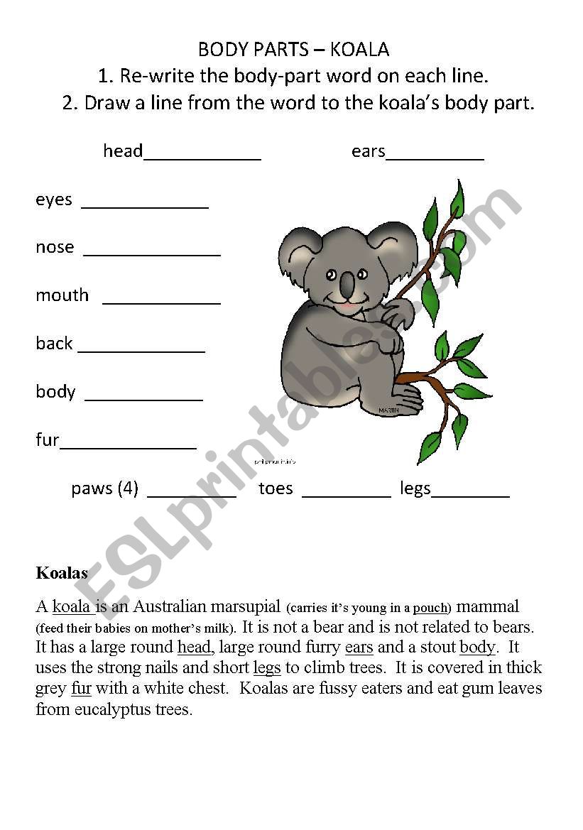 Body Parts - Koala worksheet