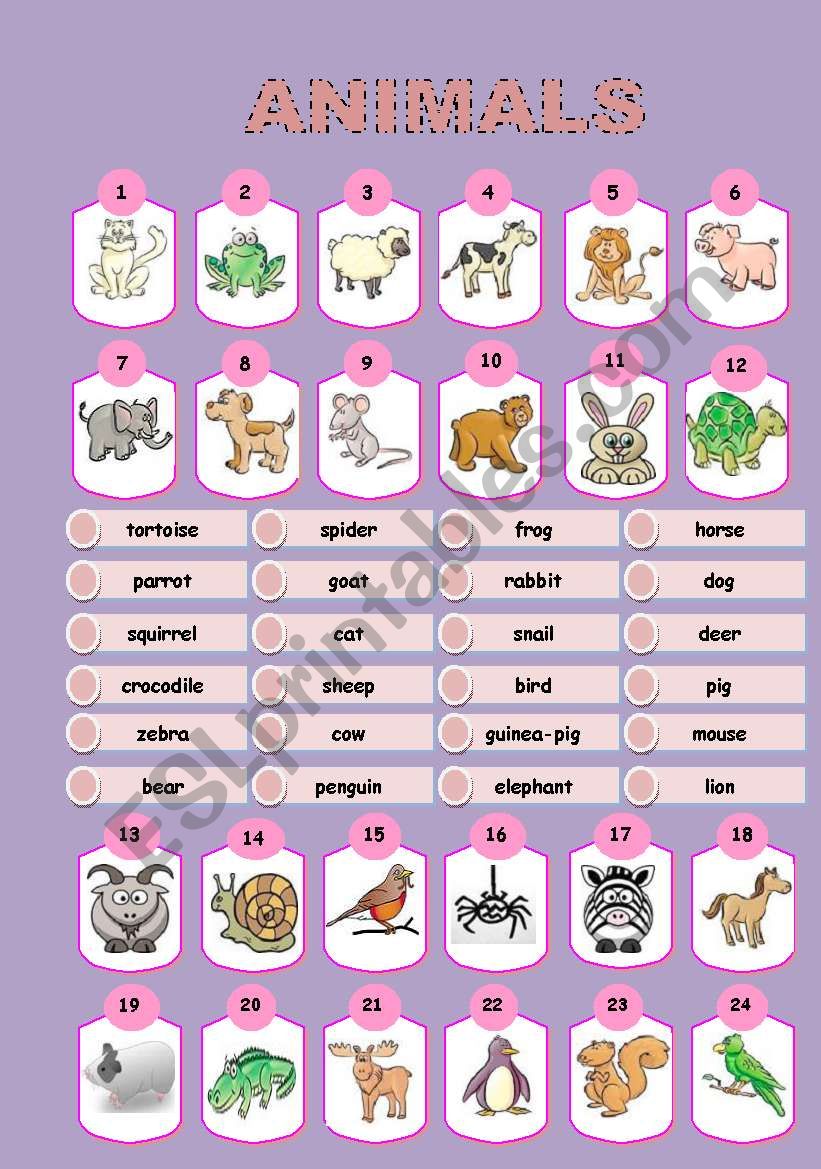 Animals worksheet