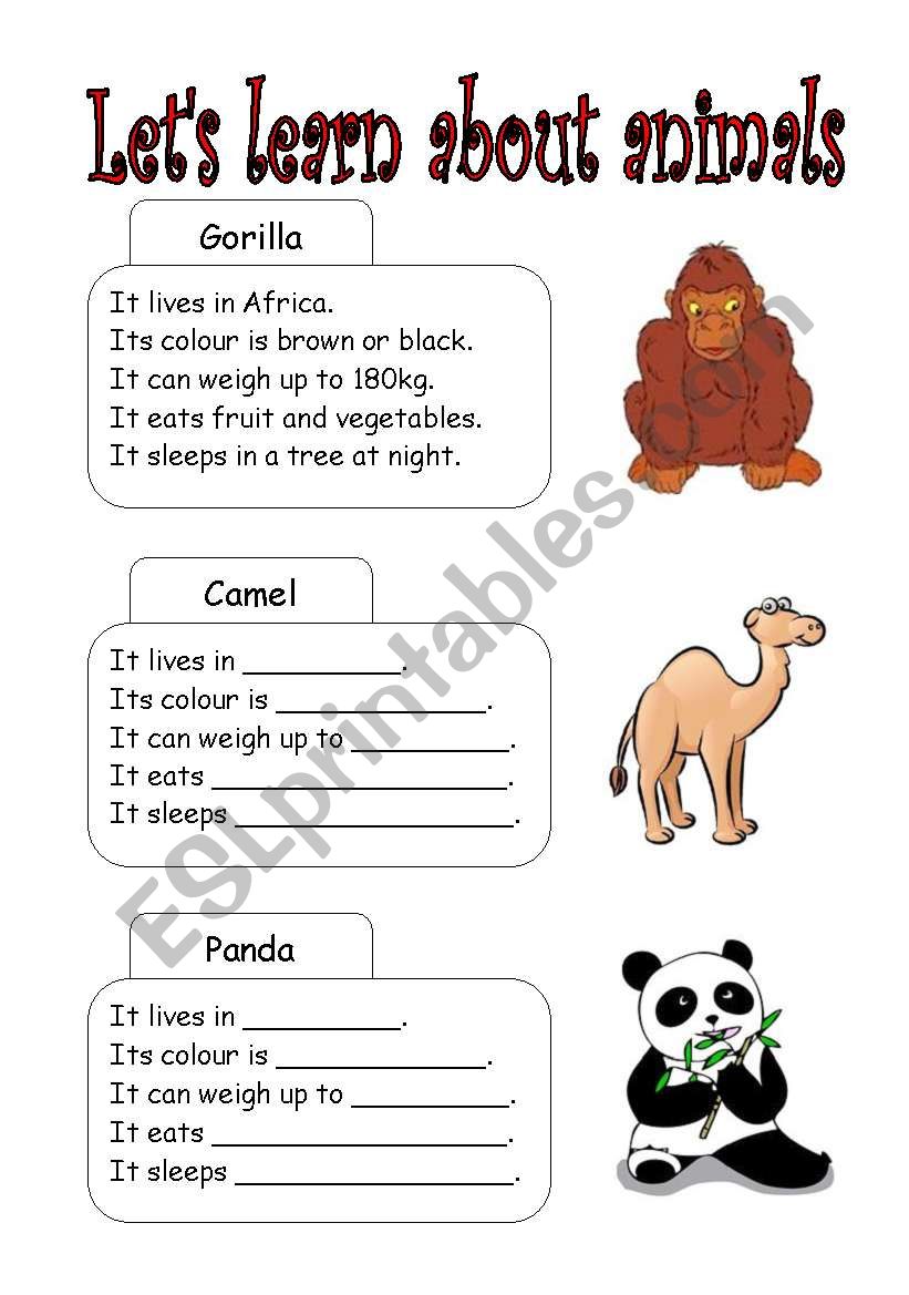 lets learn about animals worksheet