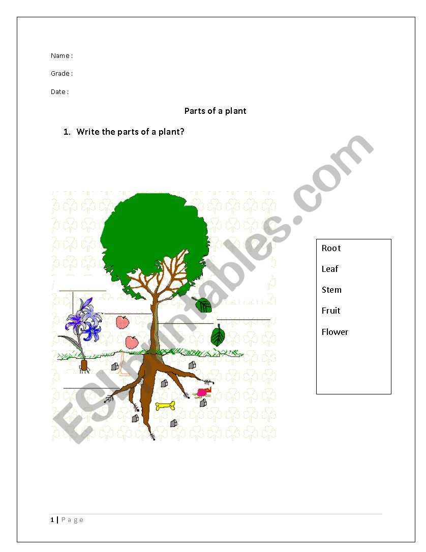 Plants Parts Functions  worksheet