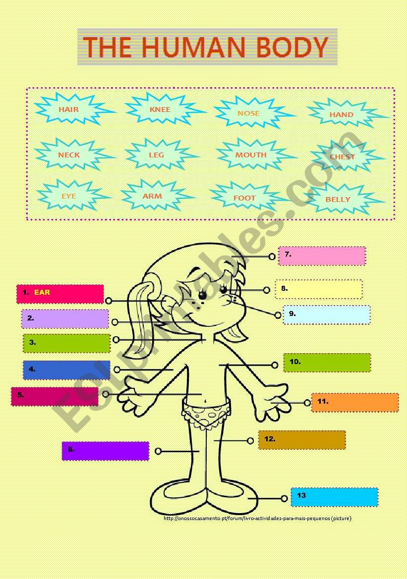 The human body - vocabulary worksheet