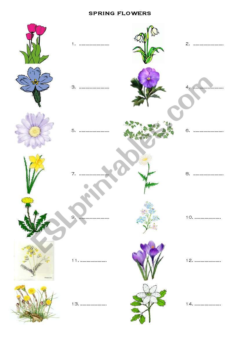 Spring flowers - vocabulary - ESL worksheet by sonya1581