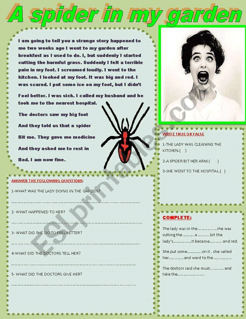 spider worksheet