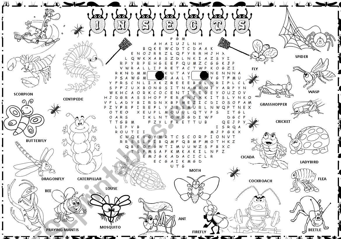 insects worksheet