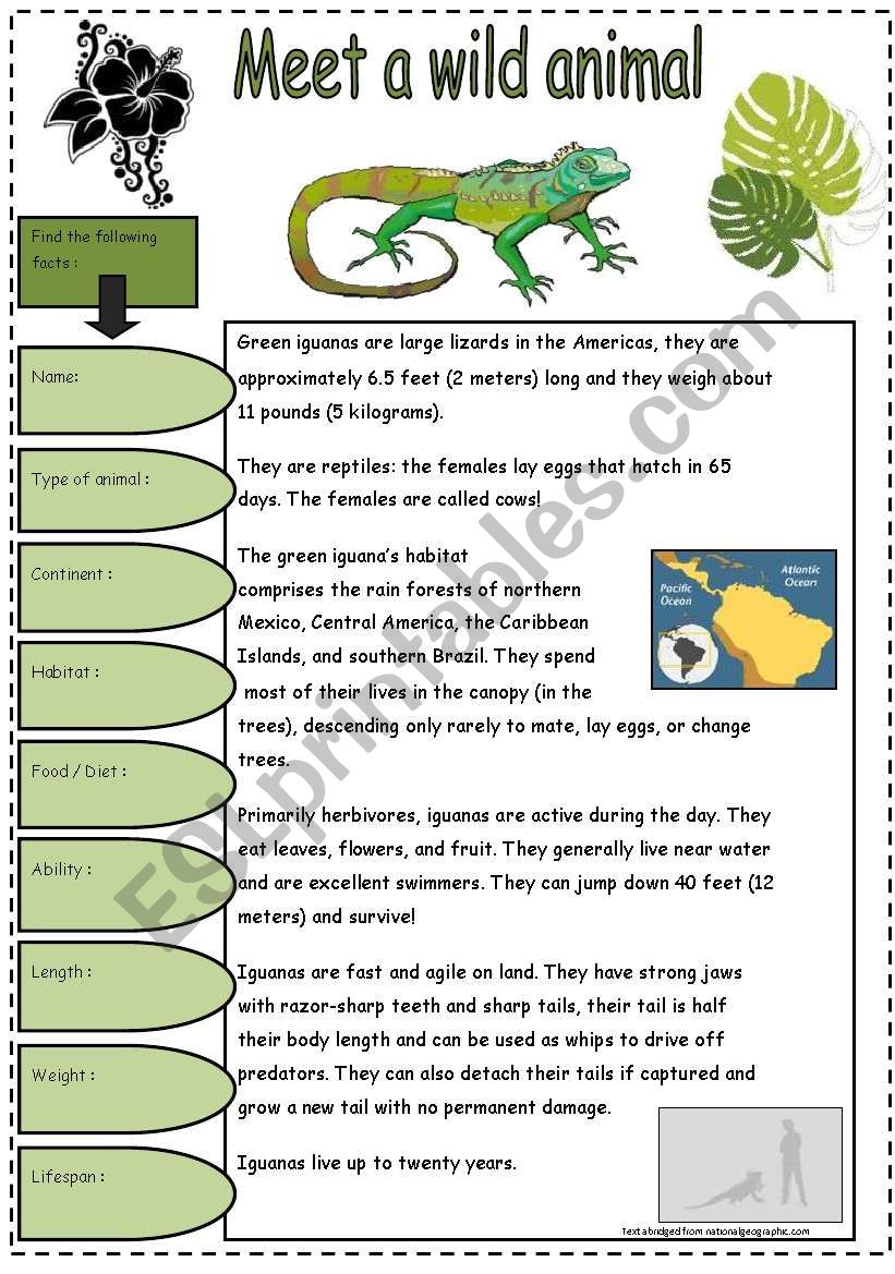 The Green Iguana worksheet
