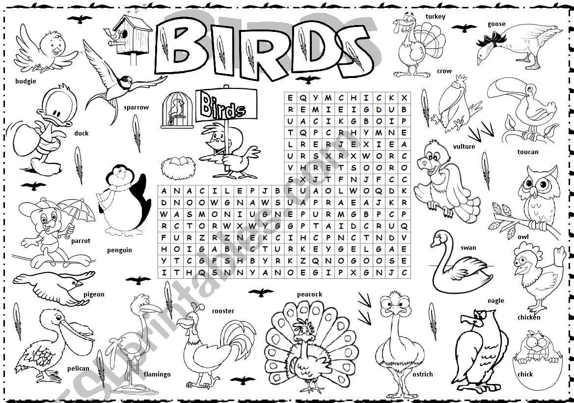 bird series worksheet