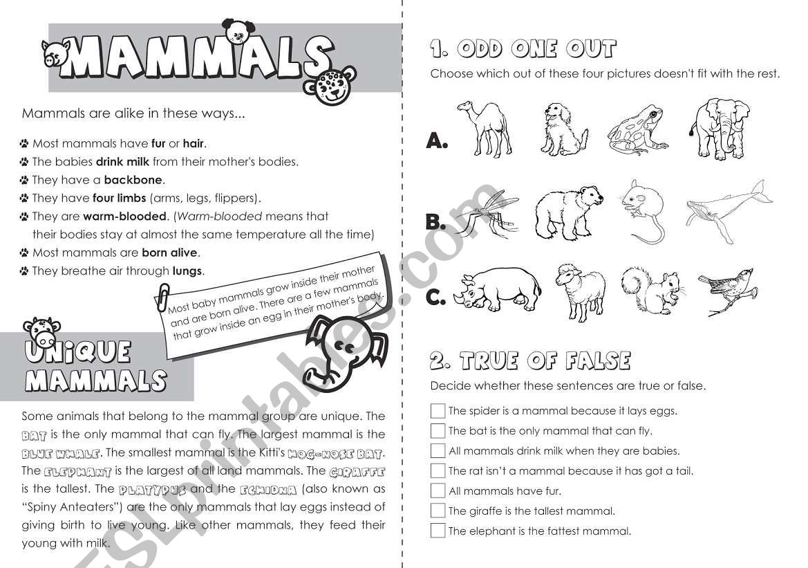 Mammals worksheet