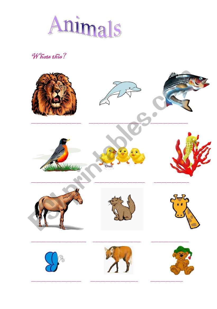 Animals worksheet