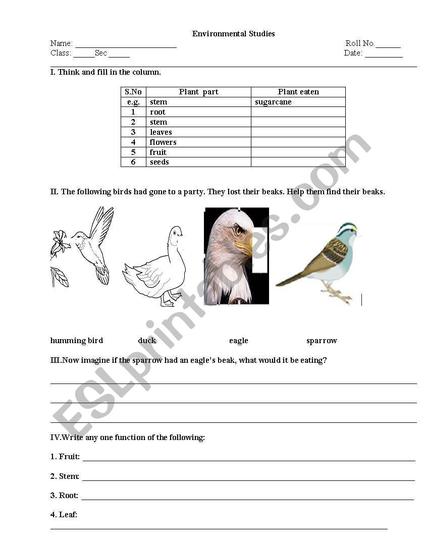 Observation WorkSheet : Birds Beaks & PLant Parts and their Functions