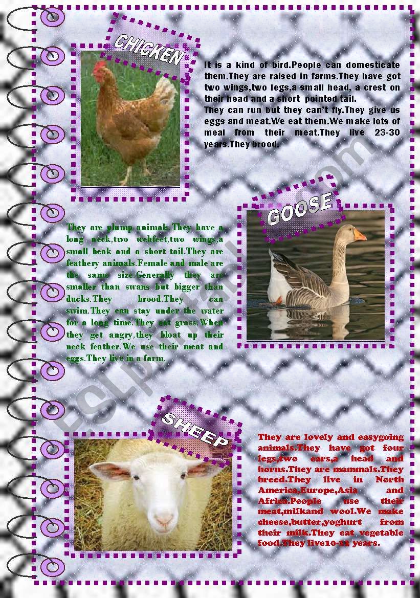 FACTS ABOUT ANIMALS 4 (farm animals 1)