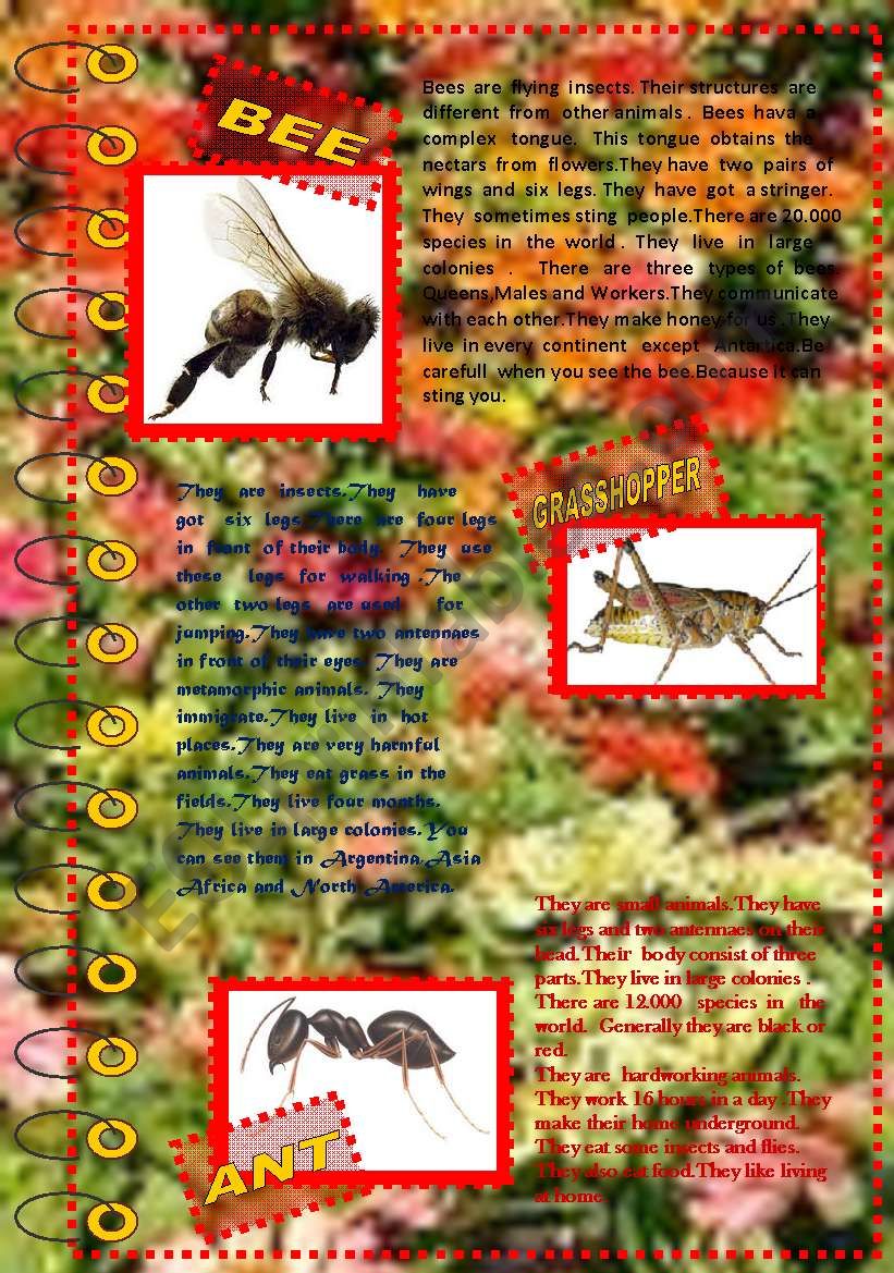 FACT ABOUT ANIMALS 6 (insects 1)