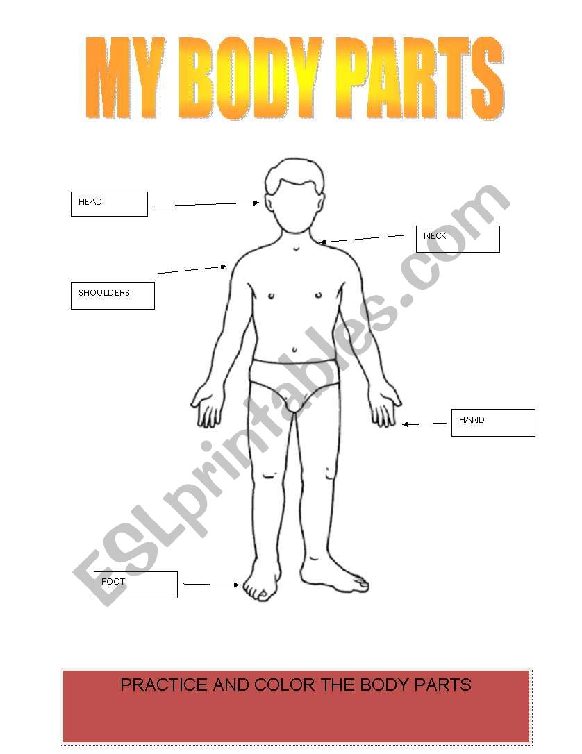 body parts worksheet