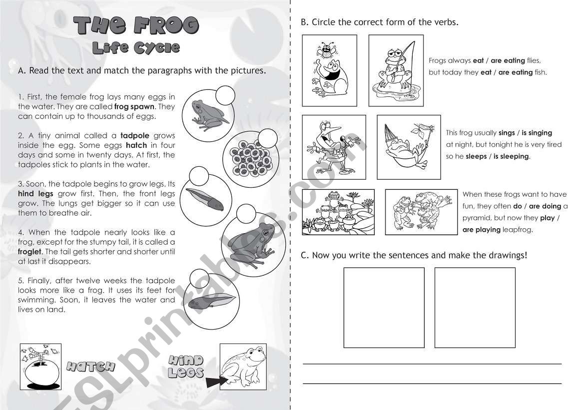 The Frog: Life Cycle - ESL worksheet by jazchulinchu Throughout Frog Life Cycle Worksheet