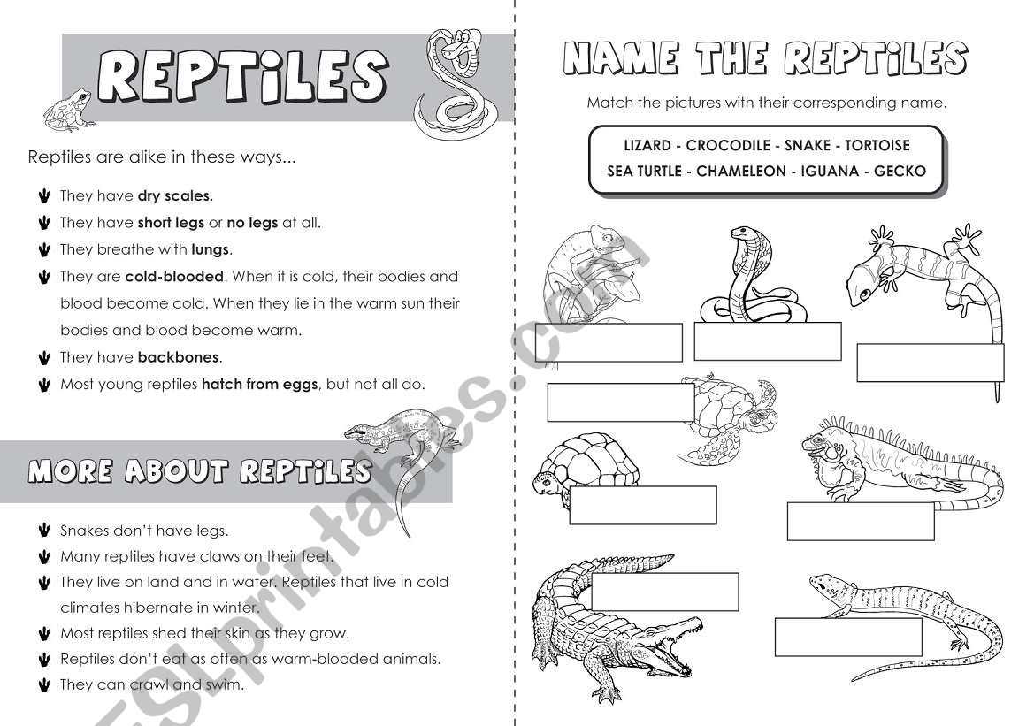 Reptiles worksheet