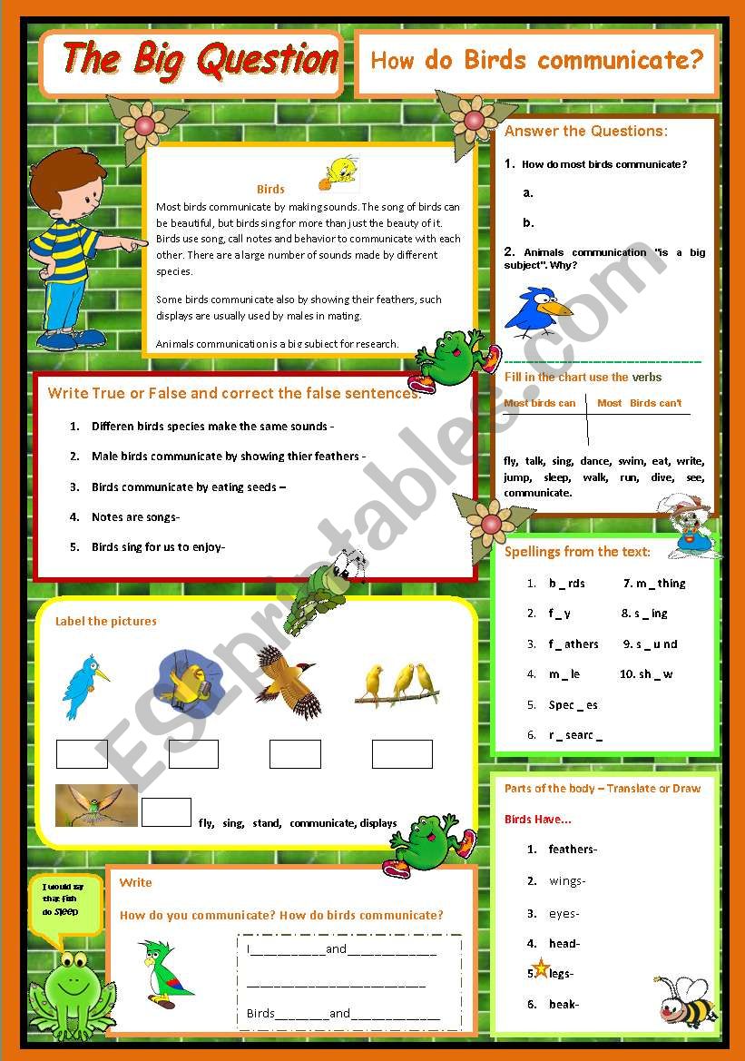 How do birds communicate - A science Question  3