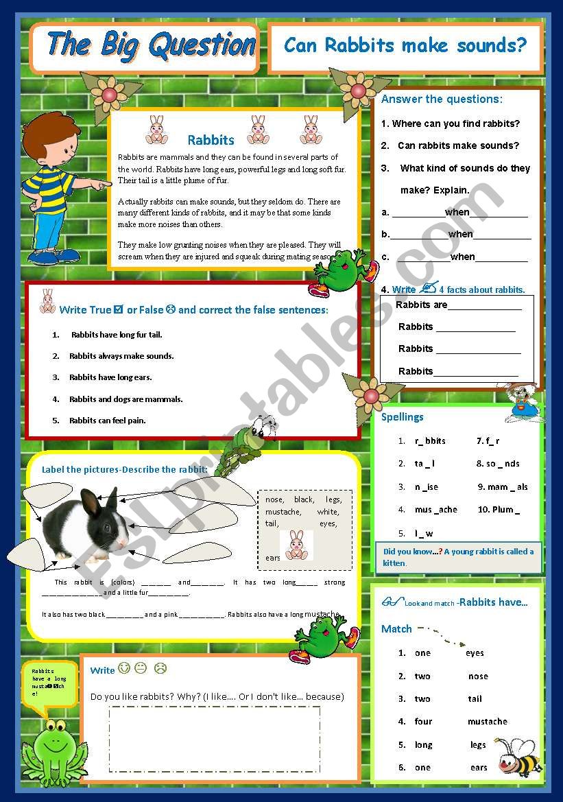  Can Rabbits make sounds?  - A Science Question   4