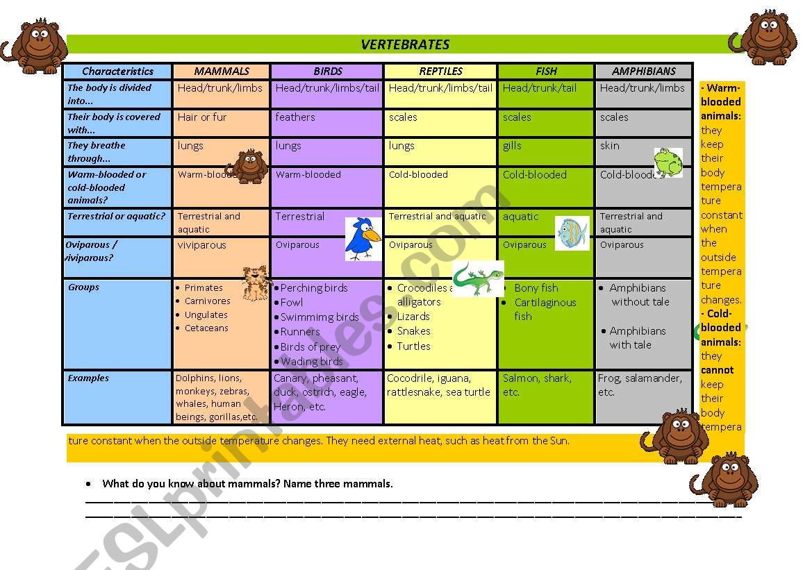 VERTEBRATES worksheet