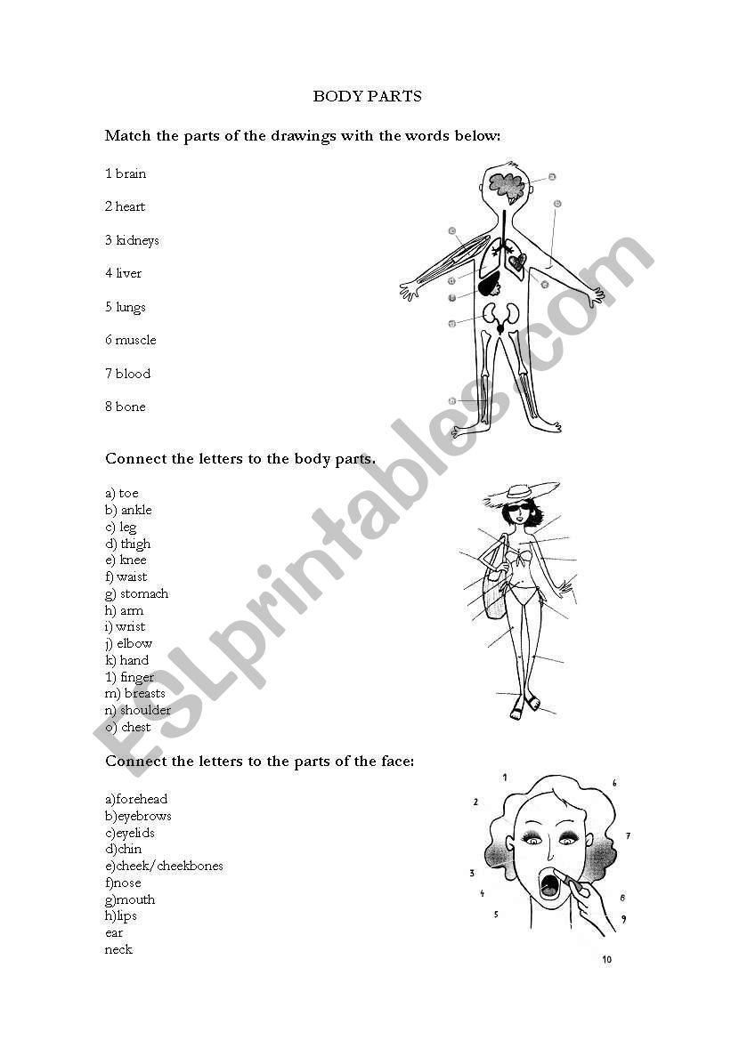 Body Parts worksheet