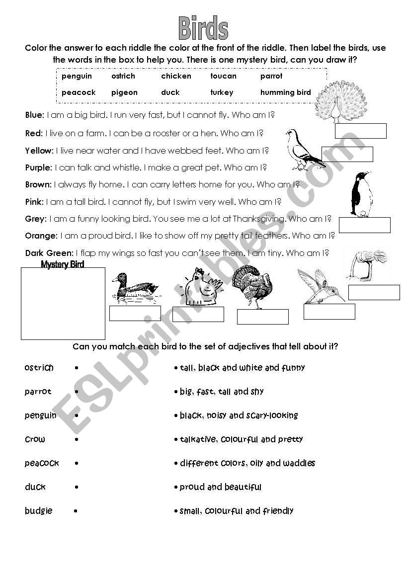 Birds worksheet