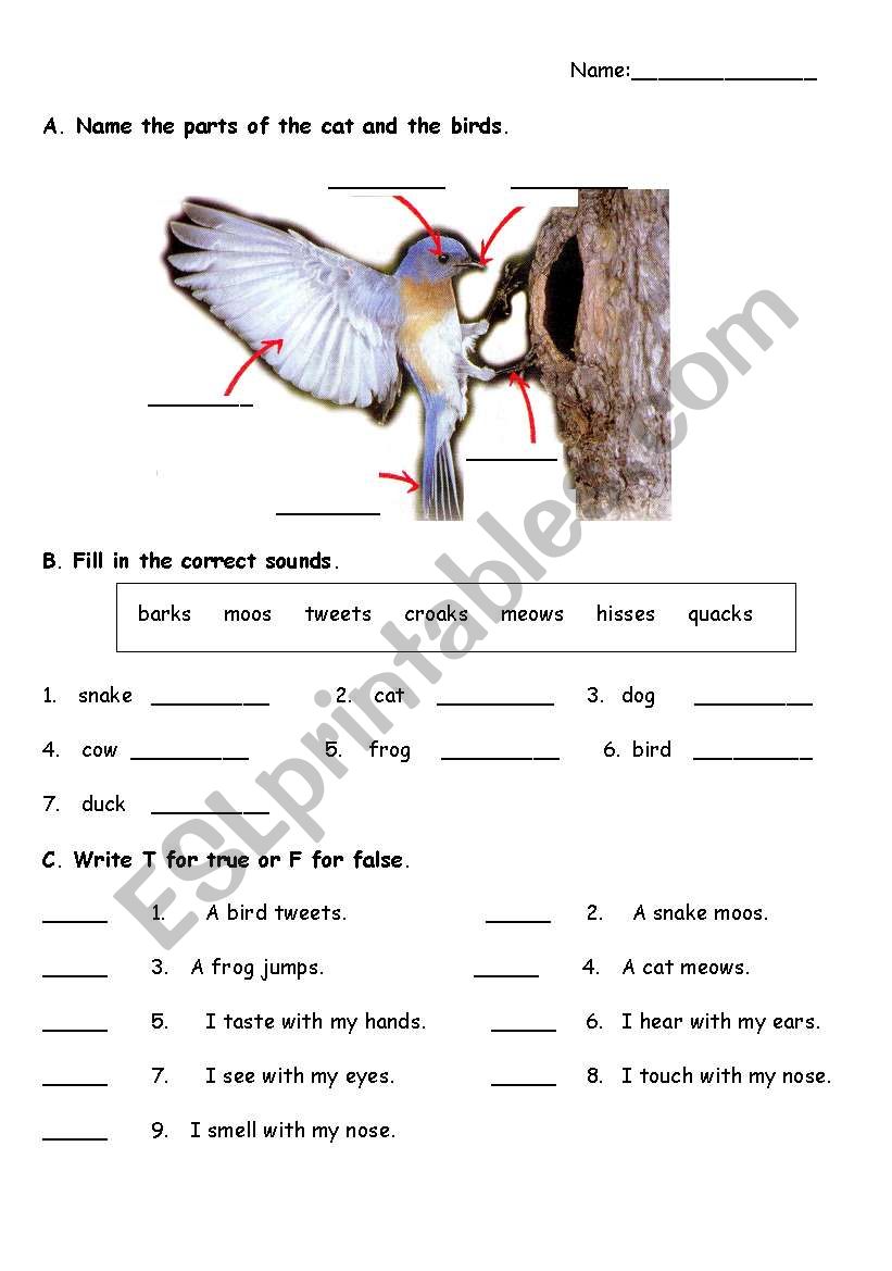 Animals Around Us worksheet