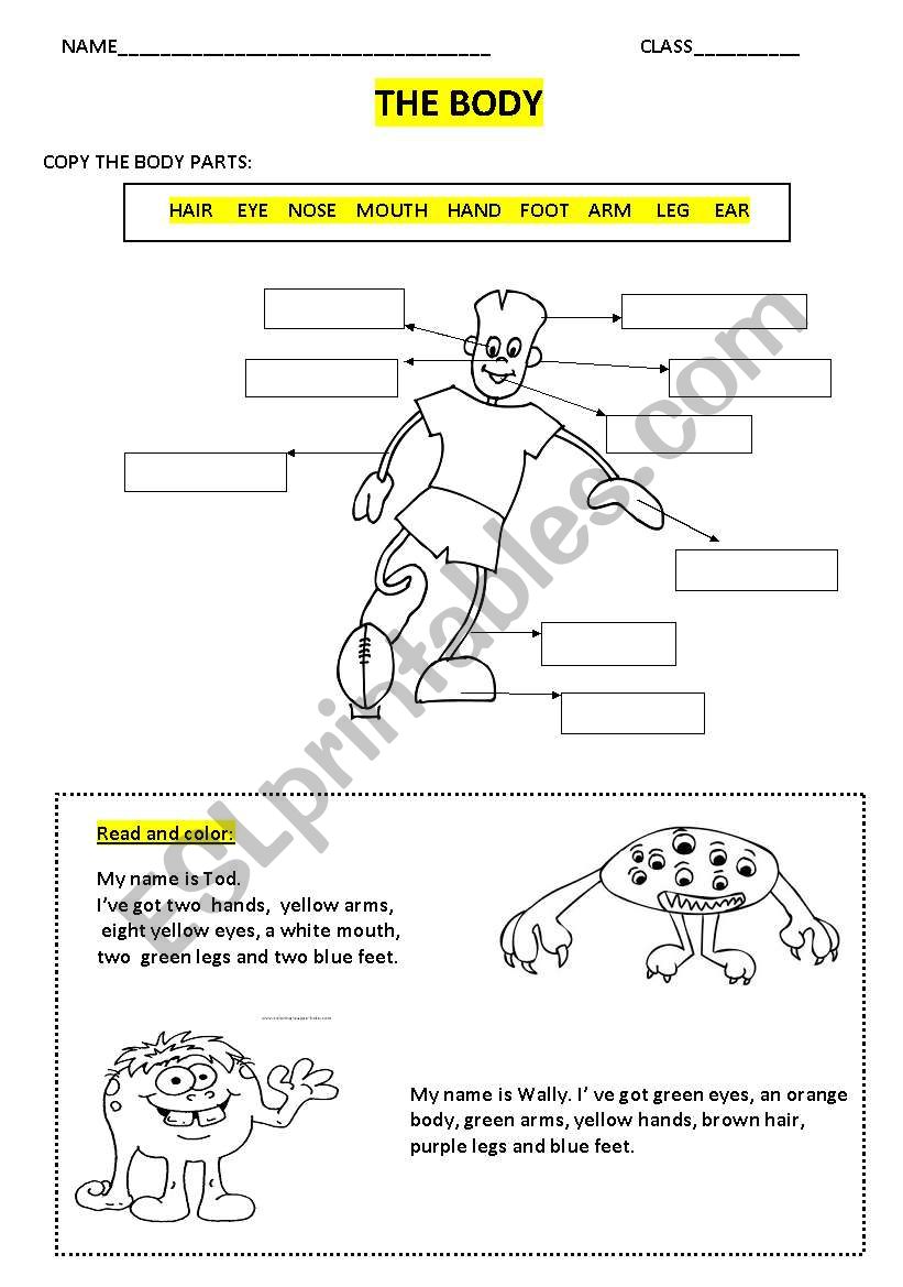 THE BODY worksheet