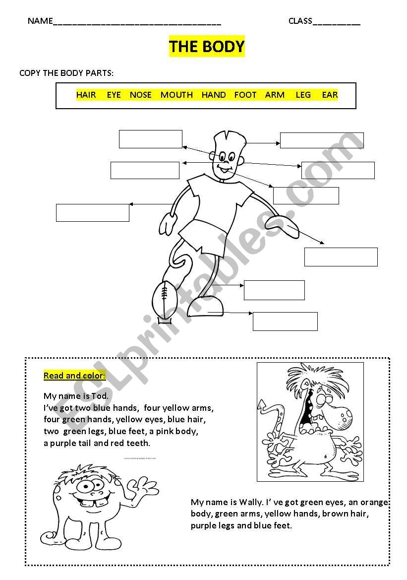 the body worksheet